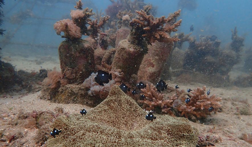 FILE - Fish swim near coral on the ocean bed near Shimoni, Kenya, June 13, 2022. (AP Photo/Brian Inganga, File)