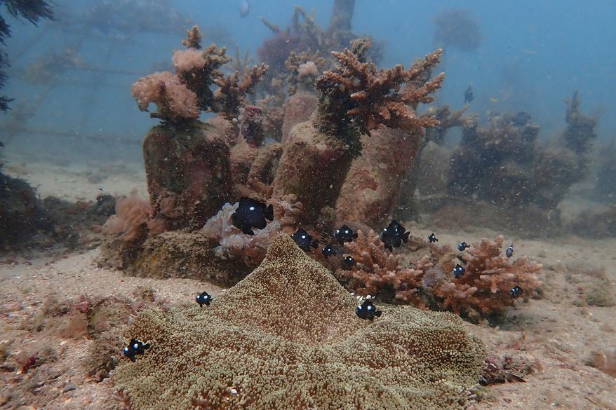 FILE - Fish swim near coral on the ocean bed near Shimoni, Kenya, June 13, 2022. (AP Photo/Brian Inganga, File)