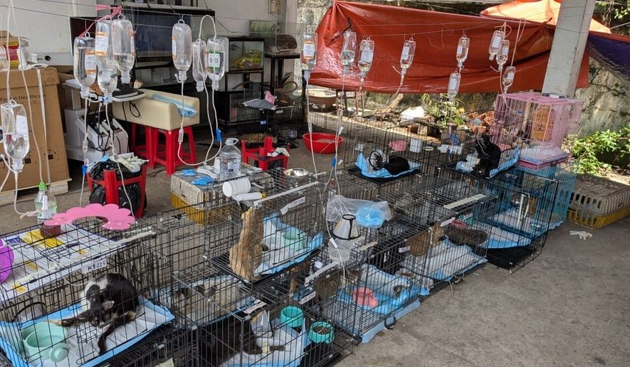 This photo released by Vietnam Cat Welfare shows rescued cats getting treatment in Ho Chi Minh City, Vietnam Wednesday, June 17, 2026. (Vietnam Cat Welfare via AP)