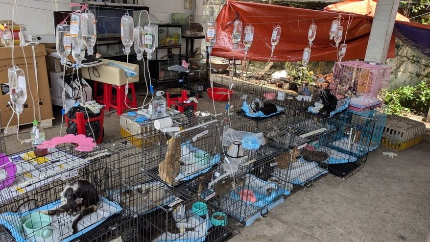 This photo released by Vietnam Cat Welfare shows rescued cats getting treatment in Ho Chi Minh City, Vietnam Wednesday, June 17, 2026. (Vietnam Cat Welfare via AP)