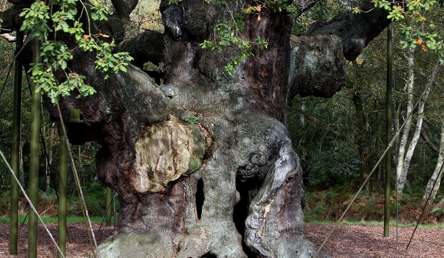 A 1,200-year-old Major Oak tree, which Robin Hood allegedly used as a hideout, stands in Sherwood Forest near Nottinghamshire, England, on Oct. 19, 2007. (AP Photo/Simon Dawson) **FILE**