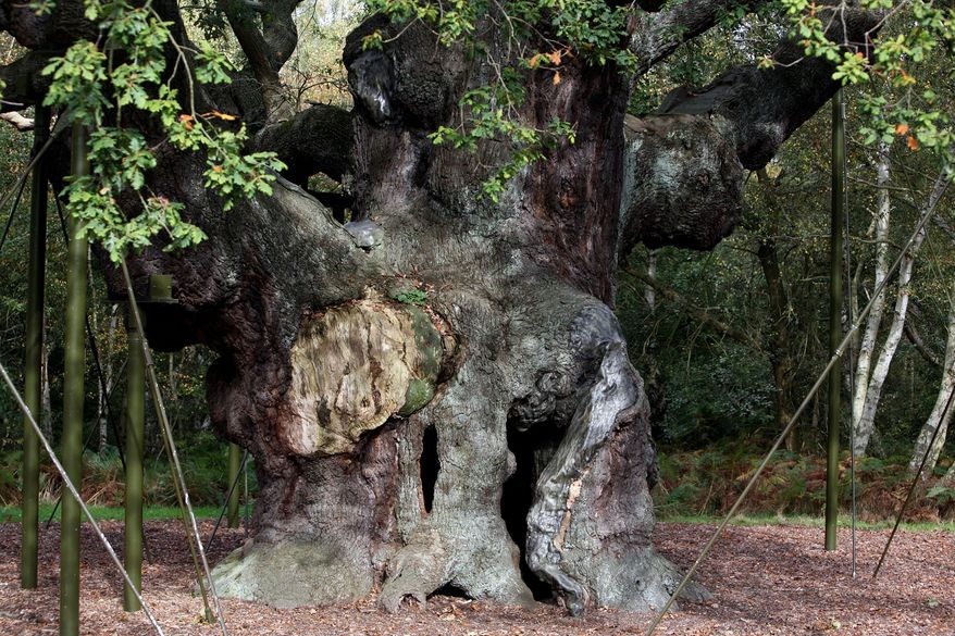 A 1,200-year-old Major Oak tree, which Robin Hood allegedly used as a hideout, stands in Sherwood Forest near Nottinghamshire, England, on Oct. 19, 2007. (AP Photo/Simon Dawson) **FILE**