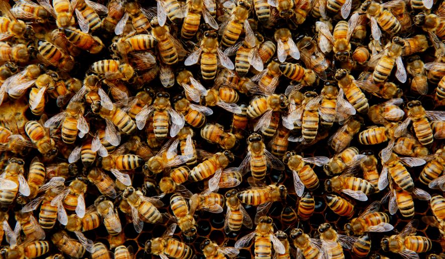 Swarming bee colony. File photo credit: Imabulary via Shutterstock.
