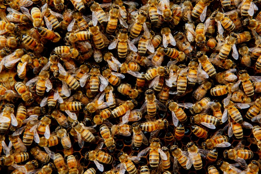 Swarming bee colony. File photo credit: Imabulary via Shutterstock.