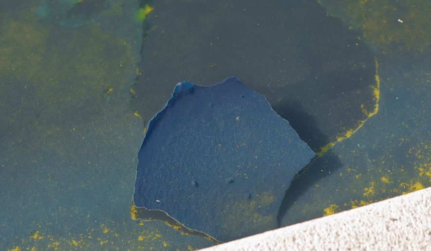 A piece of the blue coating floats among algae at the Lincoln Memorial Reflecting Pool Sunday, June 21, 2026, on the National Mall in Washington. (AP Photo/Jon Elswick