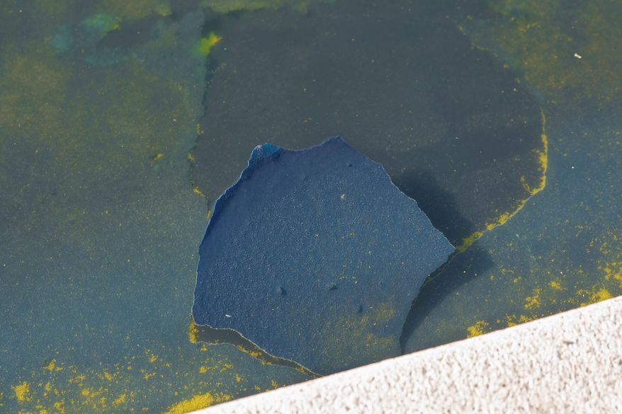 A piece of the blue coating floats among algae at the Lincoln Memorial Reflecting Pool Sunday, June 21, 2026, on the National Mall in Washington. (AP Photo/Jon Elswick