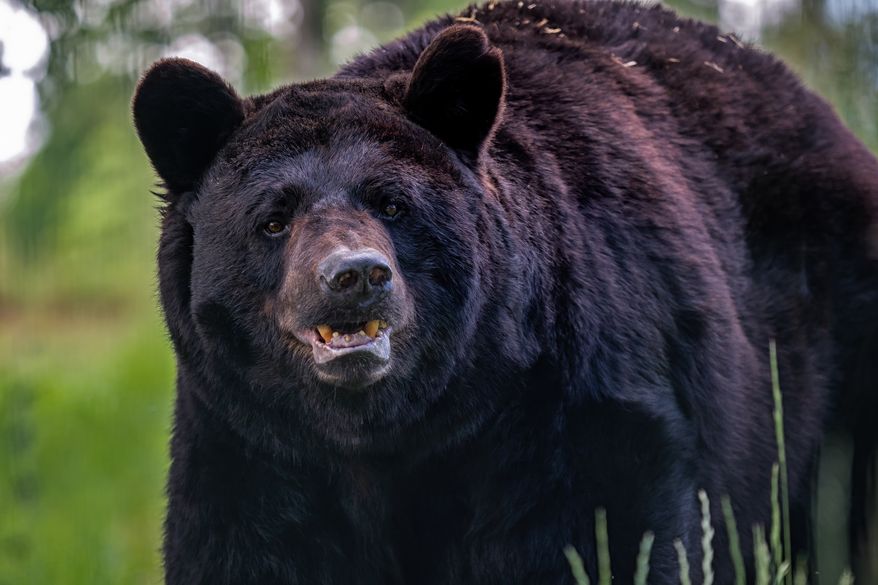 Black bear. File photo credit: Lubos Chlubny via Shutterstock.