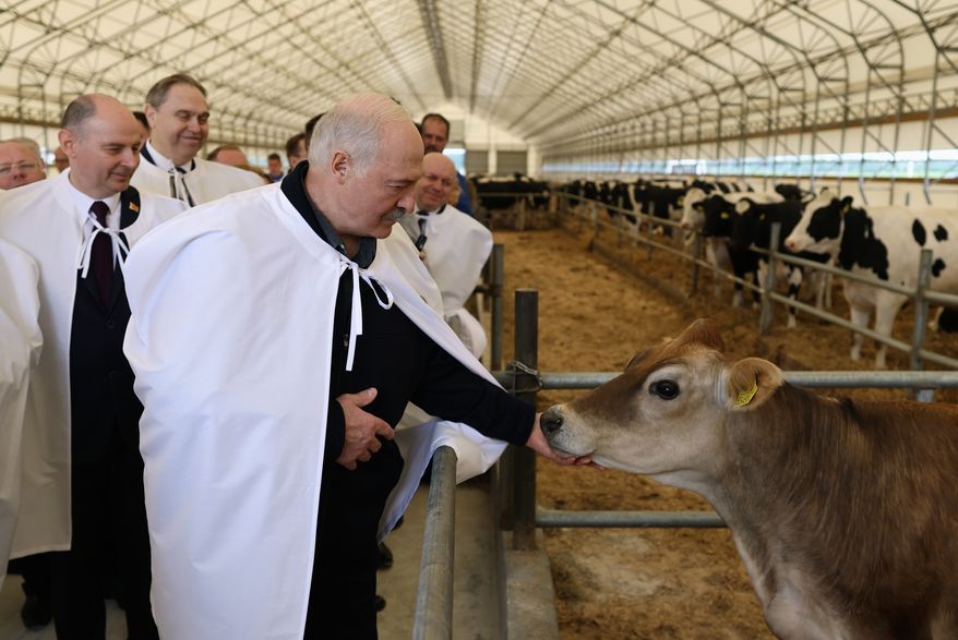 In this photo, provided by the Belarusian Presidential Press Service, Belarusian President Alexander Lukashenko, foreground, visits the BelInterGen enterprise and its subsidiary BelInterGen-Agro in the field of pedigree and dairy livestock farming in the Uzda District of the Minsk Region of Belarus, on Friday, June 19, 2026. (Belarusian Presidential Press Service via AP)