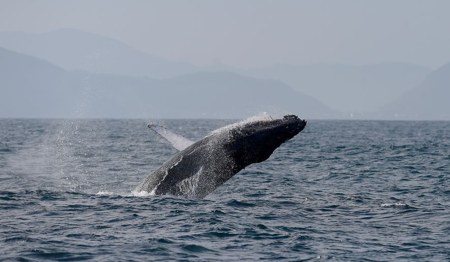 A humpback whale breaches off the coast of Rio de Janeiro, Brazil, Tuesday, June 30, 2026. (AP Photo/Dhavid Normando)