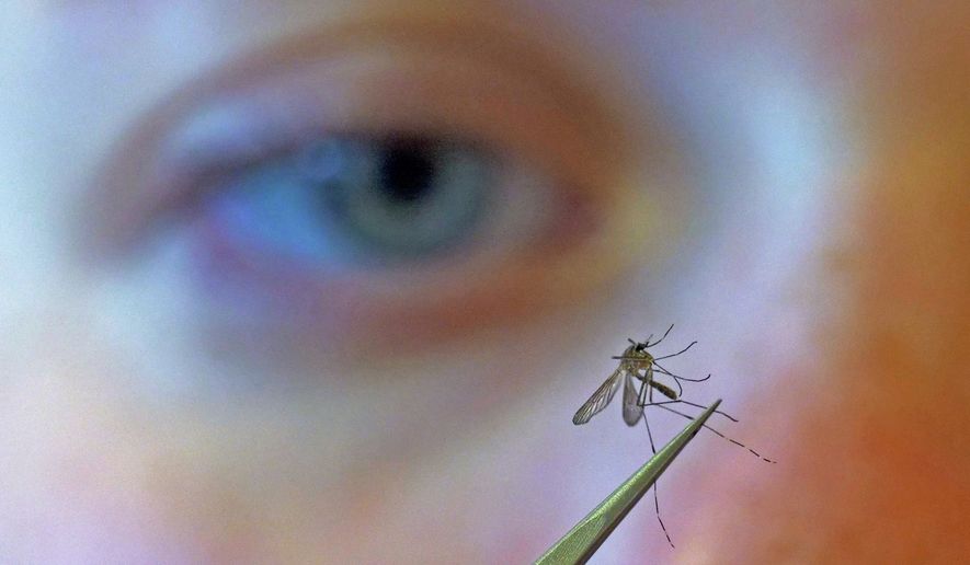 FILE - A municipal biologist examines a mosquito in Salt Lake City, Aug. 26, 2019. (AP Photo/Rick Bowmer, File)