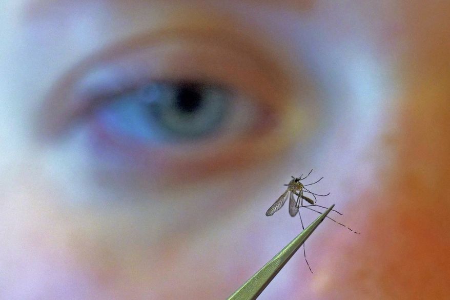 FILE - A municipal biologist examines a mosquito in Salt Lake City, Aug. 26, 2019. (AP Photo/Rick Bowmer, File)