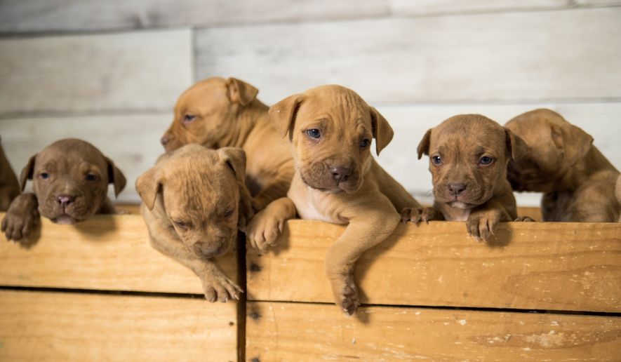 A litter of pit bull puppies in a crate. File photo credit: CJO Photography via Shutterstock.