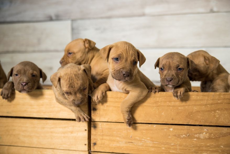 A litter of pit bull puppies in a crate. File photo credit: CJO Photography via Shutterstock.