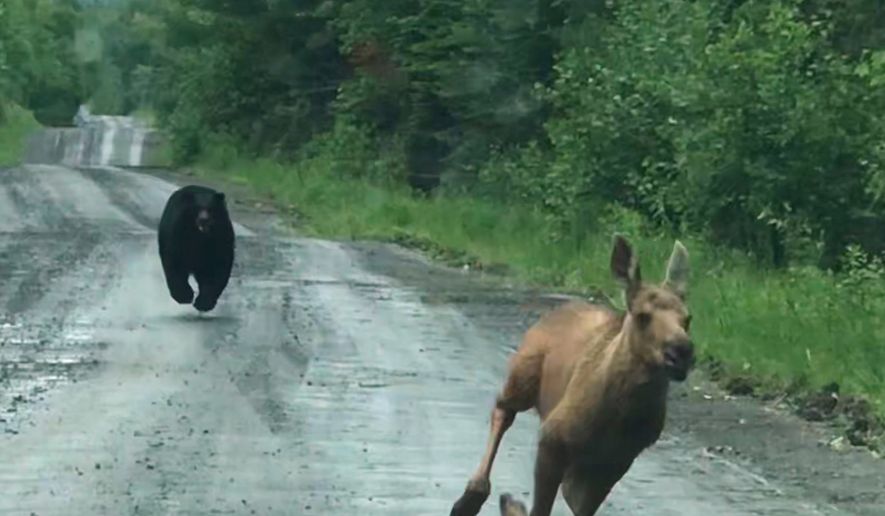 In this photo provided by Elvia J. Malcolm, a bear chases a moose calf in Telos Township, Maine, on Saturday, June 20, 2026. (Elvia J. Malcolm via AP)