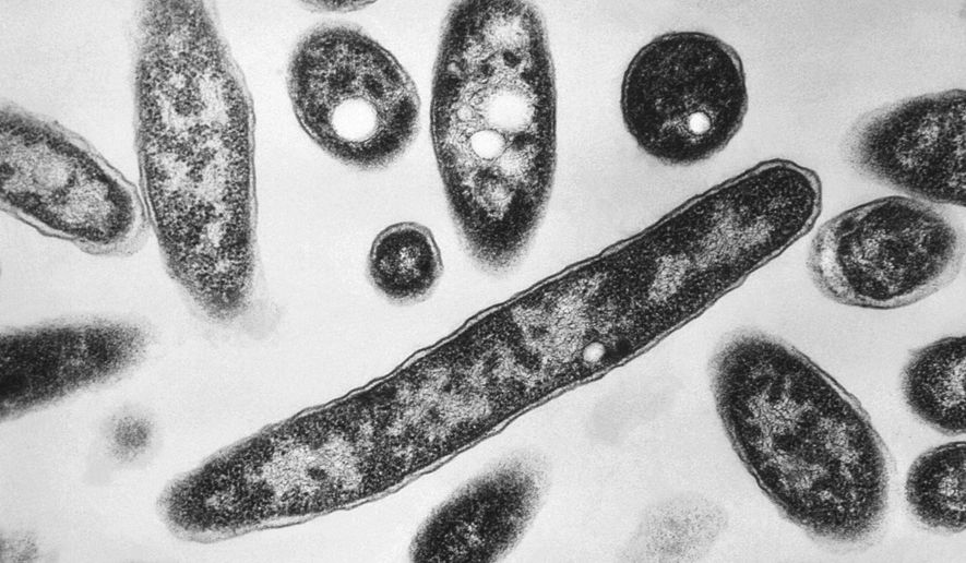 FILE - This 1978 electron microscope image made available by the Centers for Disease Control and Prevention shows Legionella pneumophila bacteria which are responsible for causing the pneumonic disease Legionnaires' disease. (Francis Chandler/CDC via AP, File)