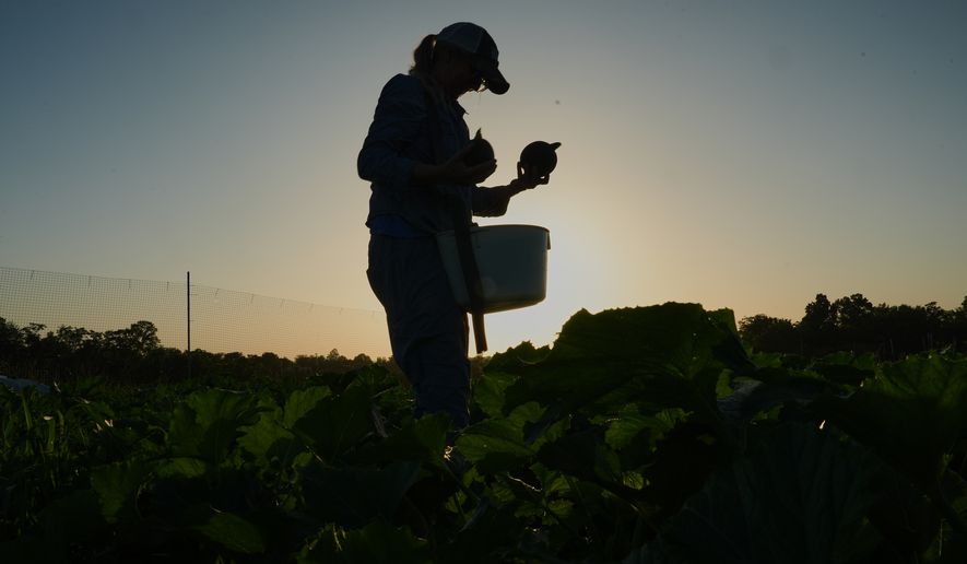 Annie Woods harvests eightball, a type of zucchini, as the sun sets Wednesday, July 1, 2026, at her farm in Brooksville, Ky. (AP Photo/Joshua A. Bickel)