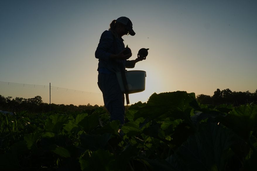 Annie Woods harvests eightball, a type of zucchini, as the sun sets Wednesday, July 1, 2026, at her farm in Brooksville, Ky. (AP Photo/Joshua A. Bickel)