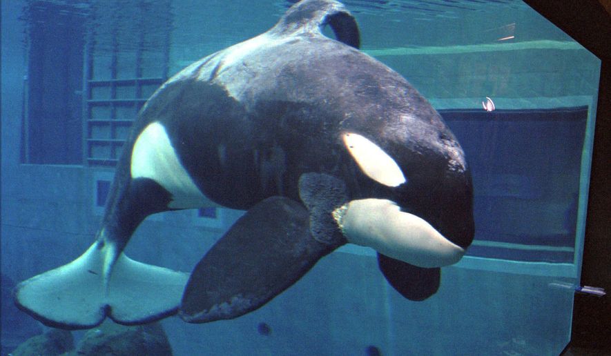 Keiko, the killer whale made famous by the movie "Free Willy," swims around his new home, the pool at the Oregon Coast Aquarium on his first day, Monday, Jan. 8, l996, in Newport, Ore. The whale arrived Sunday from Mexico City. (AP Photo/Jack Smith)