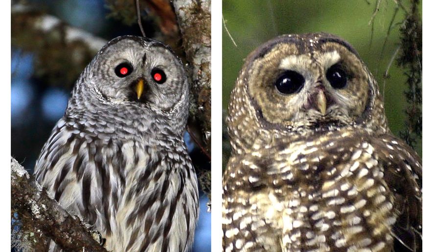 A barred owl (left) and a spotted owl (Photo Credit: Don Ryan, AP)