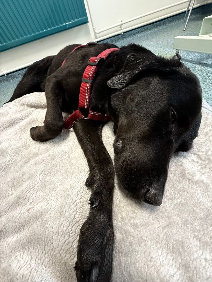This photo provided by Christina Bluhme shows Tokyo, a Labrador retriever, recovering at Crown Vets in Fort William, Scotland, Sunday, July 5, 2026. (Christina Bluhme via AP)