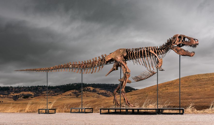 This undated photo provided by Sotheby's on Tuesday, July 14, 2026, shows "Gus," one of the largest and most complete Tyrannosaurus rex specimens ever discovered. (Matthew Sherman/Sotheby's via AP)