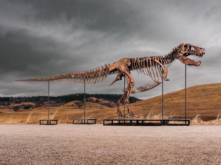 This undated photo provided by Sotheby's on Tuesday, July 14, 2026, shows "Gus," one of the largest and most complete Tyrannosaurus rex specimens ever discovered. (Matthew Sherman/Sotheby's via AP)