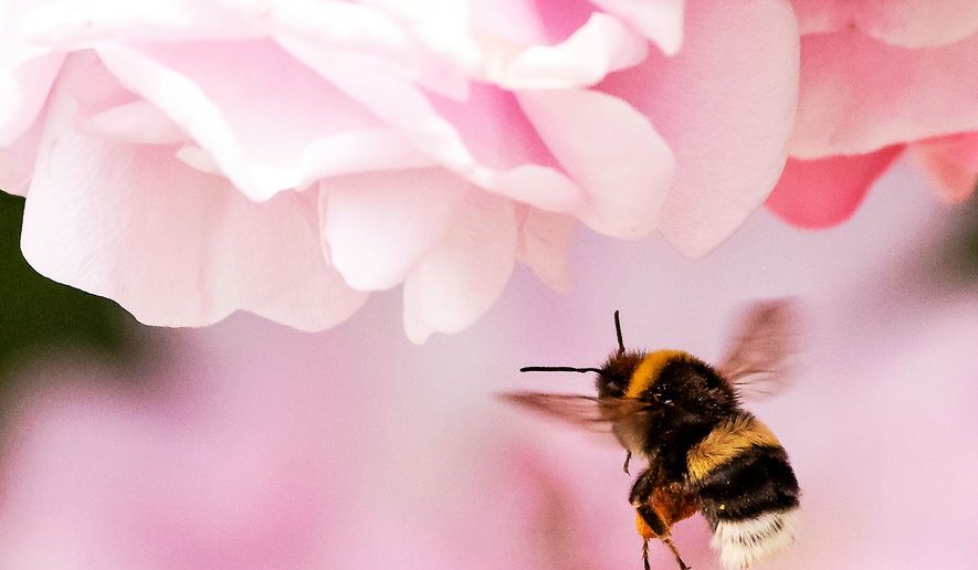 FILE - A bumblebee lands on a rose blossom at a horticultural exhibition in Erfurt, Germany, on June 8, 2018. (AP Photo/Jens Meyer, File)