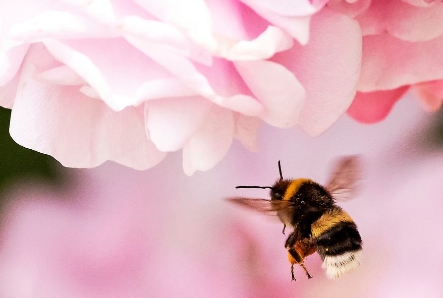 FILE - A bumblebee lands on a rose blossom at a horticultural exhibition in Erfurt, Germany, on June 8, 2018. (AP Photo/Jens Meyer, File)