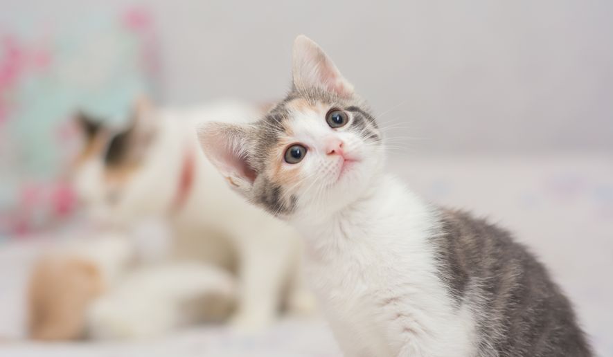 Three-month-old kittens play with each other. File photo credit: Evgenii Predybailo via Shutterstock.