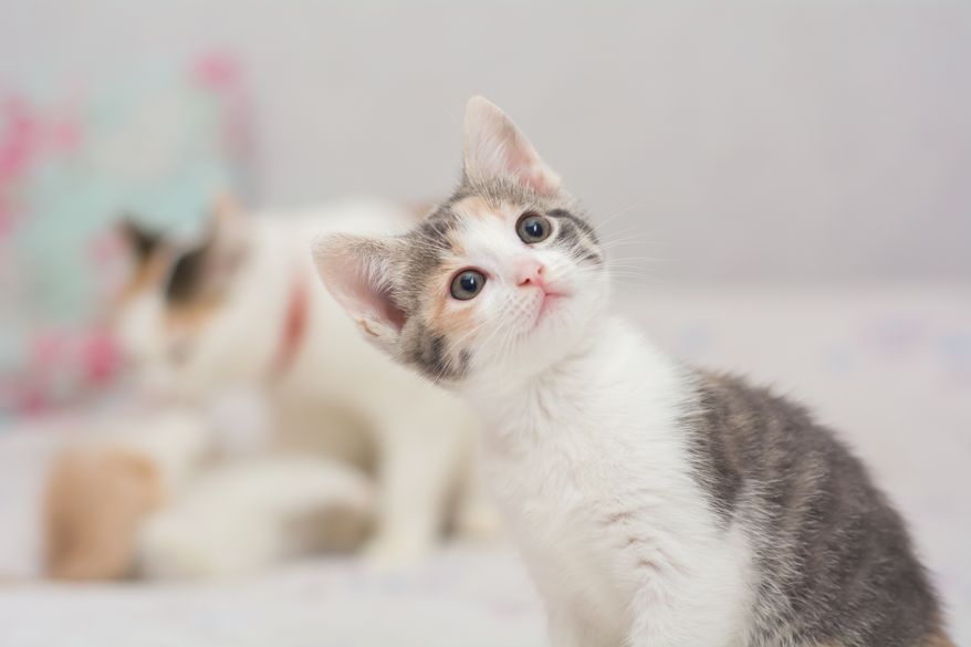 Three-month-old kittens play with each other. File photo credit: Evgenii Predybailo via Shutterstock.