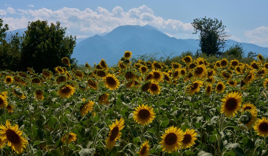Sunflowers bloom in Kalyvia Varikou, near Litochoro in northern Greece, backdropped by Mount Olympus, Wednesday, July 15, 2026. (AP Photo/Petros Giannakouris)