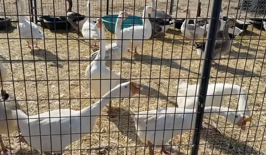 San Diego County Animal Services seized more than 820 birds from a property on July 16, 2026, after reports that the animals were not cared for properly. (Credit: County of San Diego Communications Office)