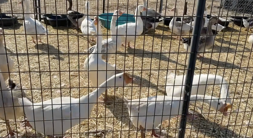 San Diego County Animal Services seized more than 820 birds from a property on July 16, 2026, after reports that the animals were not cared for properly. (Credit: County of San Diego Communications Office)