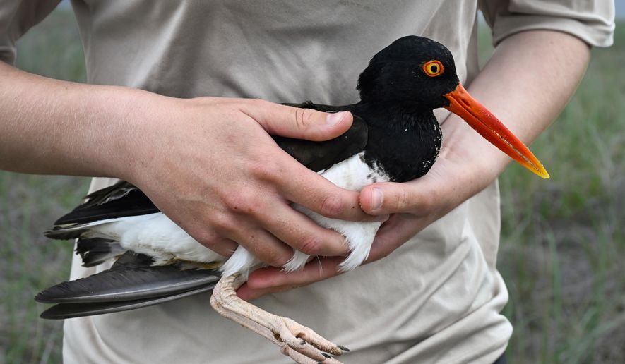 United States Fish and Wildlife Service Shorebird Monitor Allison Ruhl carries an adult oystercatcher at Trustom Pond National Wildlife Refuge in South Kingstown, R.I., June 19, 2026. (AP Photo/Jessica Hill)