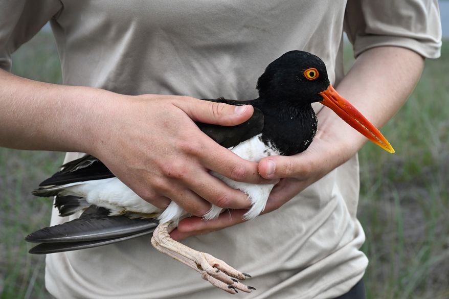 United States Fish and Wildlife Service Shorebird Monitor Allison Ruhl carries an adult oystercatcher at Trustom Pond National Wildlife Refuge in South Kingstown, R.I., June 19, 2026. (AP Photo/Jessica Hill)