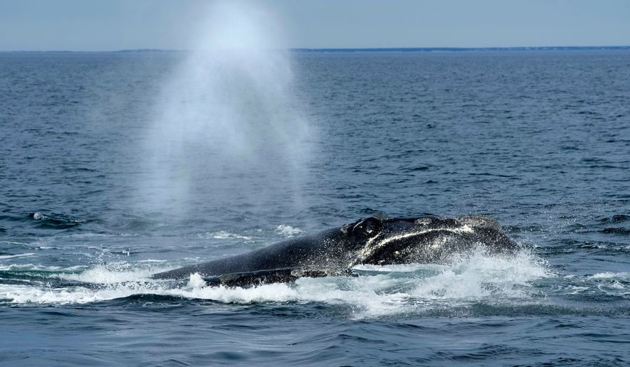 FILE - A North Atlantic right whale surfaces on Cape Cod Bay in Massachusetts, Monday, March 27, 2023. (AP Photo/Robert F. Bukaty, NOAA permit # 21371)