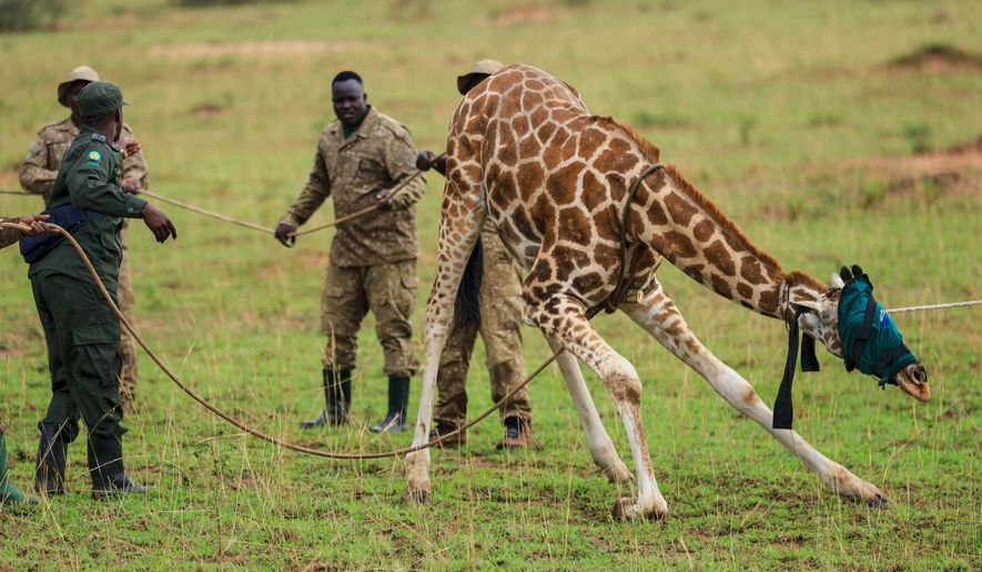 Uganda Wildlife Authority rangers and veterinarians restrain a sedated Nubian giraffe with its eyes covered by a cloth during translocation from Murchison Falls National Park to Ajai Wildlife Reserve, near Arua, northwestern Uganda, Wednesday, July 22, 2026. (AP Photo/Hajarah Nalwadda)