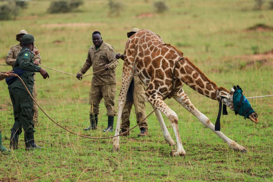 Uganda Wildlife Authority rangers and veterinarians restrain a sedated Nubian giraffe with its eyes covered by a cloth during translocation from Murchison Falls National Park to Ajai Wildlife Reserve, near Arua, northwestern Uganda, Wednesday, July 22, 2026. (AP Photo/Hajarah Nalwadda)