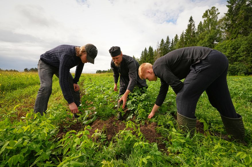Estonia Monastery Rev. Paisios and volunteers weed a potato field at the newly founded Kirikla Orthodox Monastery in Pihali village, Estonia, on July 4, 2026. (AP Photo/Sergei Grits)