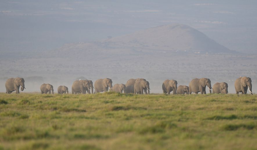 A herd of elephants grazes in Amboseli National Park in Kajiado, Kenya, Feb. 12, 2026. (AP Photo/Brian Inganga, File)