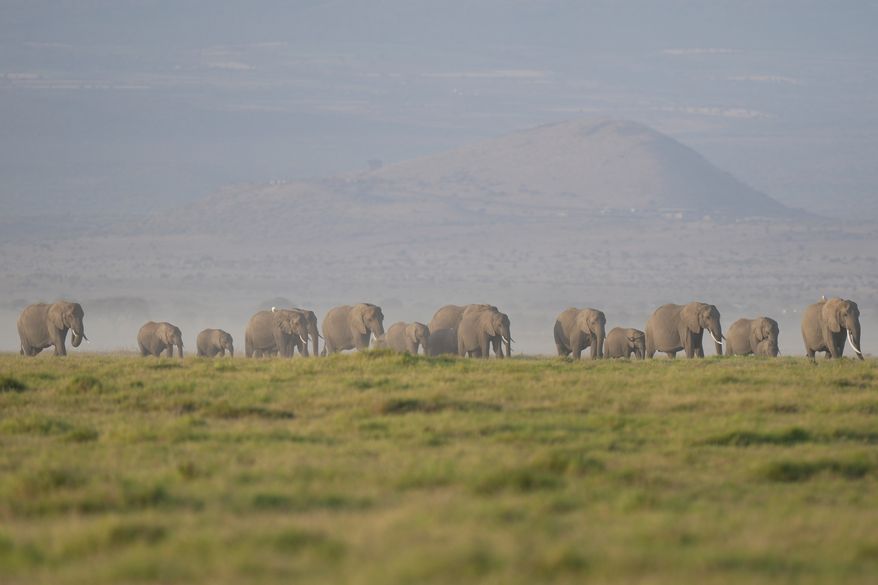 A herd of elephants grazes in Amboseli National Park in Kajiado, Kenya, Feb. 12, 2026. (AP Photo/Brian Inganga, File)