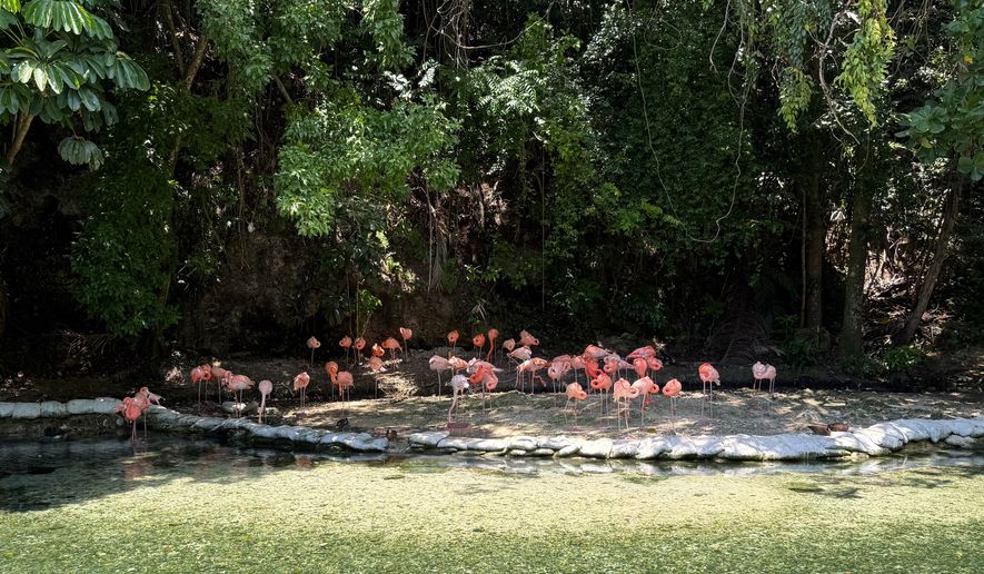 Flamingos, some of which were rehabilitated, gather in the shade at Santo Domingo's National Zoological Park in Dominican Republic, Wednesday, June 17, 2026. (AP Photo/Danica Coto)