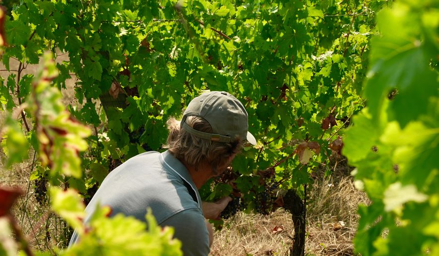 Winemaker Edouard Le Grix de la Salle tends vines on his family's Grand Verdus wine estate in Sadirac, southwestern France's Bordeaux region, Wednesday, July 29, 2026. (AP Photo/Eva van Dam)