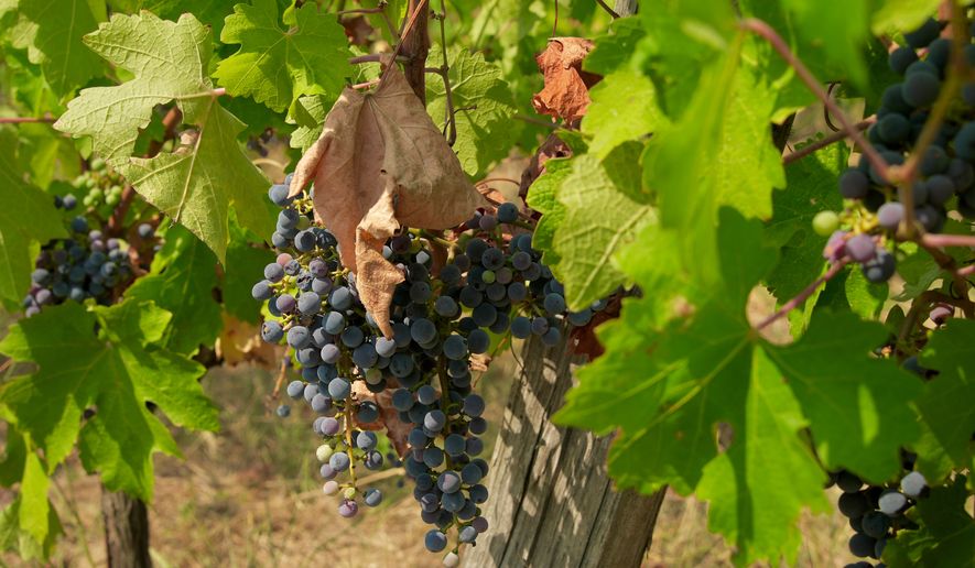 Grapes hang in a vineyard on the Grand Verdus wine estate in Sadirac, southwestern France's Bordeaux region, Wednesday, July 29, 2026. (AP Photo/Eva van Dam)