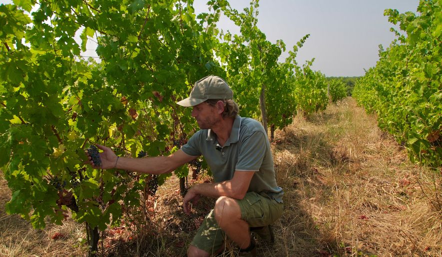 Winemaker Edouard Le Grix de la Salle tends vines on his family's Grand Verdus wine estate in Sadirac, southwestern France's Bordeaux region, Wednesday, July 29, 2026. (AP Photo/Eva van Dam)