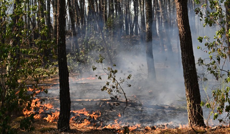 A fire burns in a forest near Claouey, during wildfires in southwestern France, Wednesday, July 29, 2026. (AP Photo/Emma Da Silva)