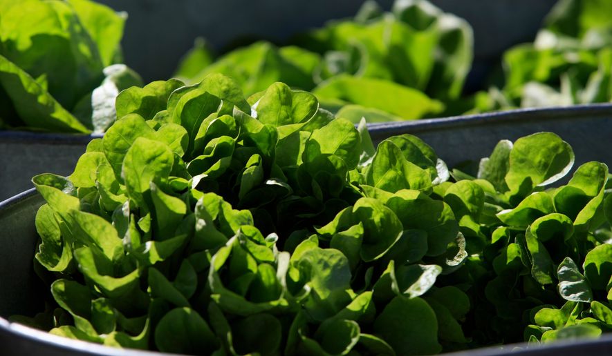 FILE - Organic lettuce is displayed in Falls Church, Va., Saturday, March 11, 2017. (AP Photo/J. Scott Applewhite)