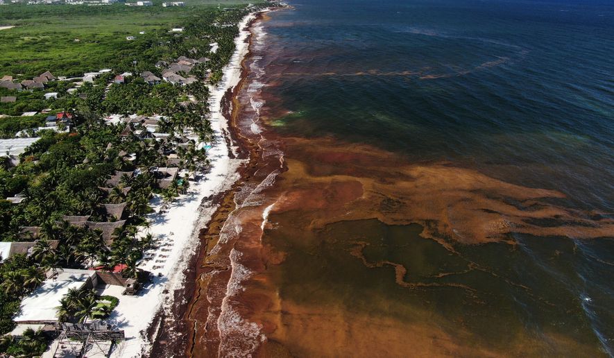 Sargassum gathers in the water off the coast of Tulum, Mexico, Thursday, July 30, 2026. (AP Photo/Fernando Llano)