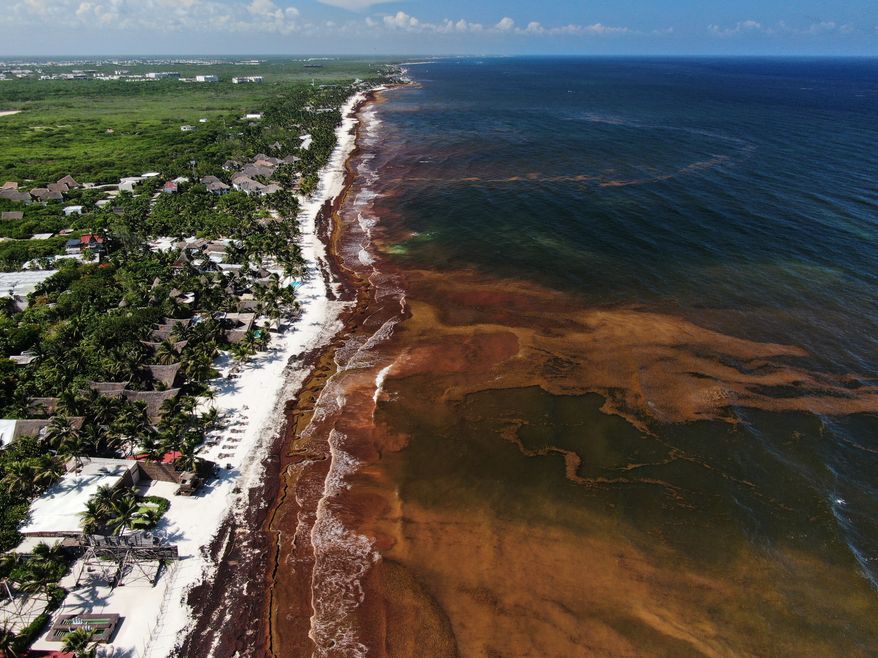 Sargassum gathers in the water off the coast of Tulum, Mexico, Thursday, July 30, 2026. (AP Photo/Fernando Llano)