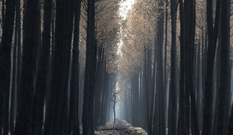 The light flows through a charred forest near Ares, during wildfires in southwestern France, Thursday, July 30, 2026. (AP Photo/Baz Ratner)